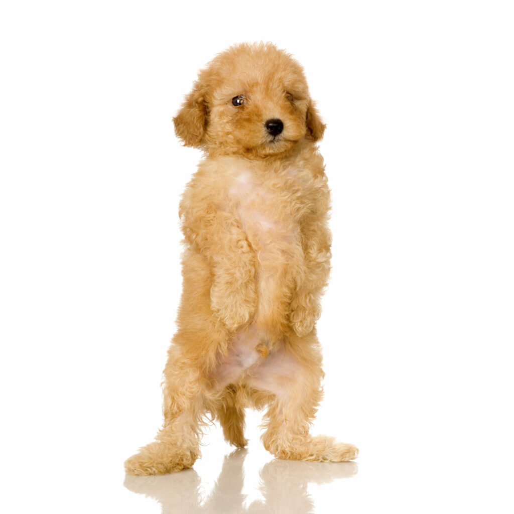 Lap Poodle Puppies Available - Little Teton Doodles