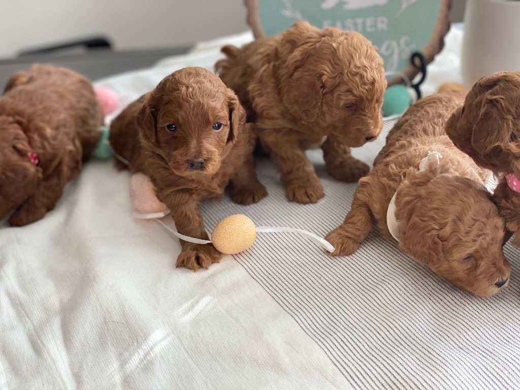 IdealHomeForCavadoodles