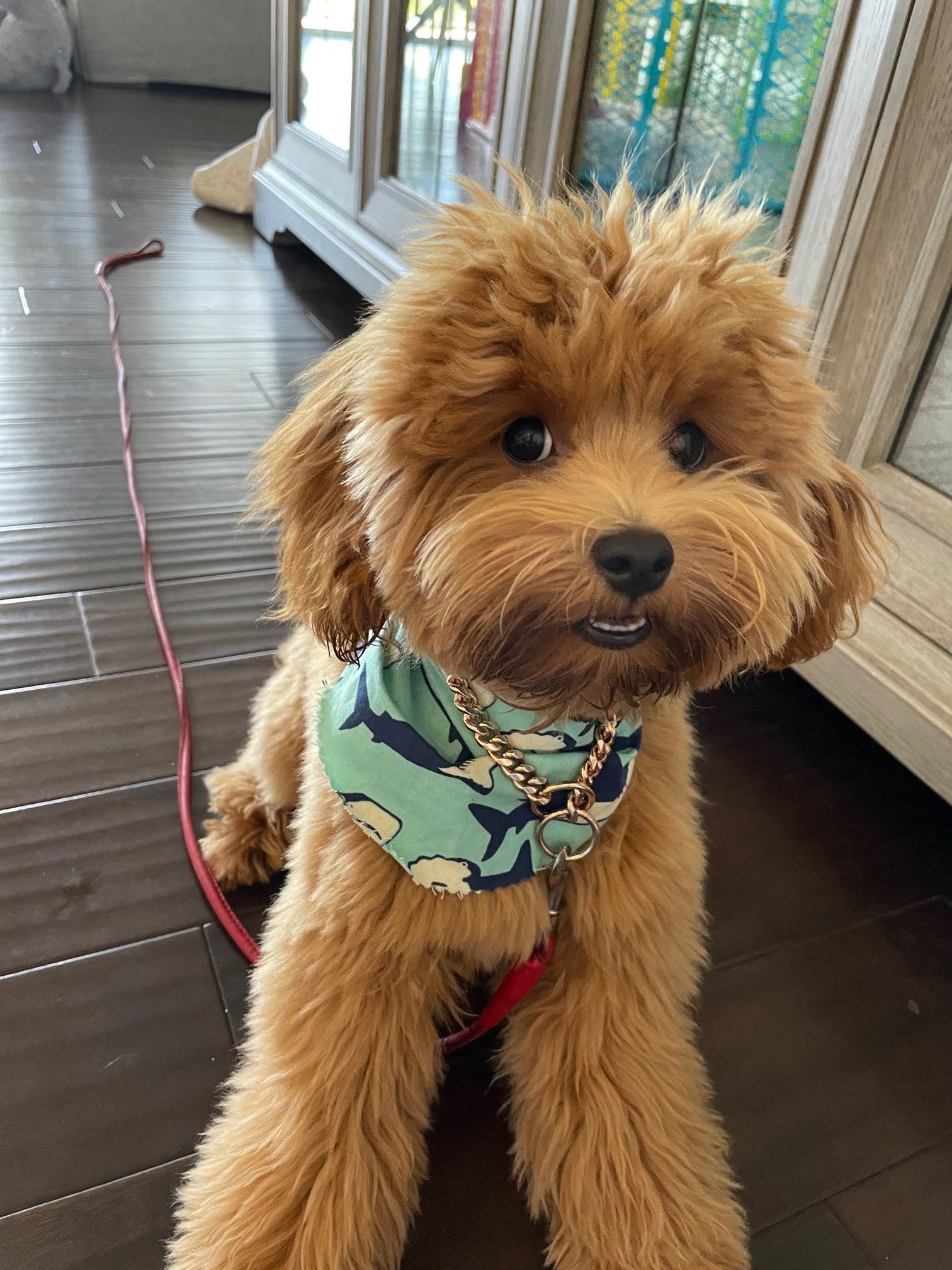 LivingWithYourCavadoodle
