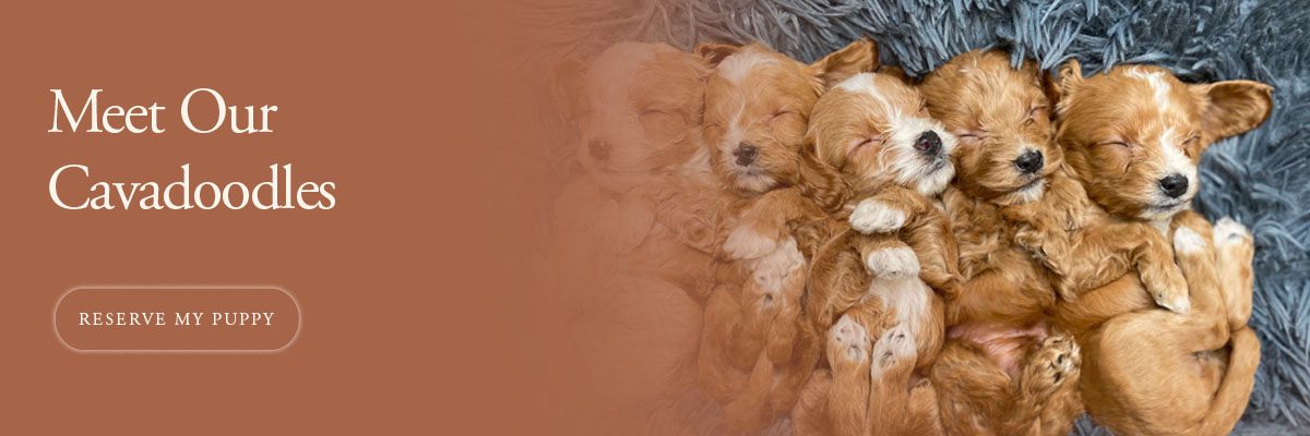 Banner3_768x400