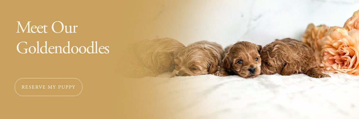 Banner4_768x400