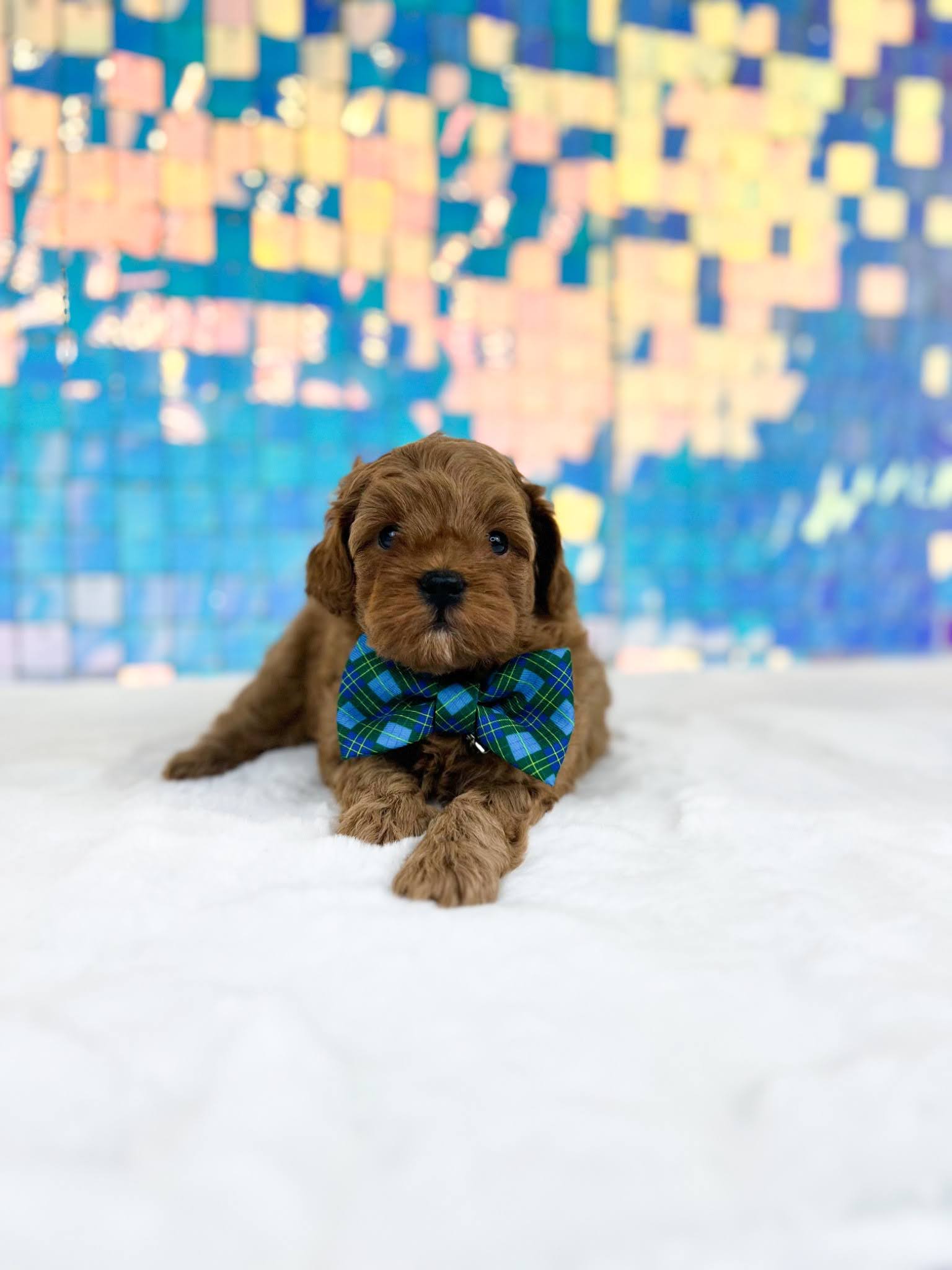 GoldendoodleReputableBreeder