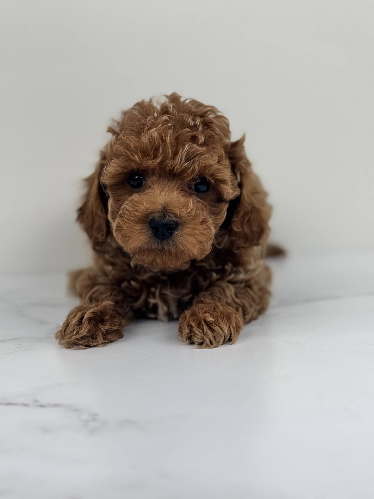 GoldendoodleReservationProcess
