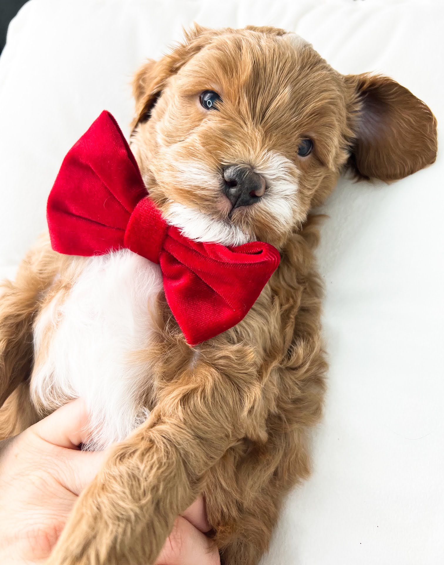 IdealHomesForGoldendoodles