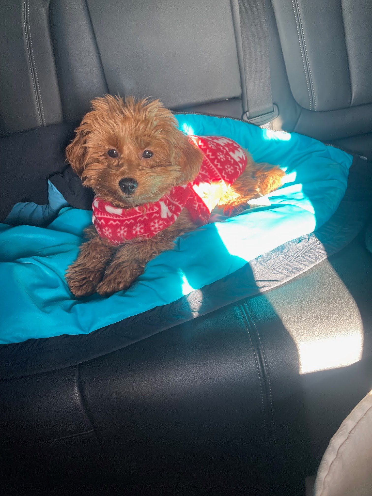 LivingWithYourGoldendoodle