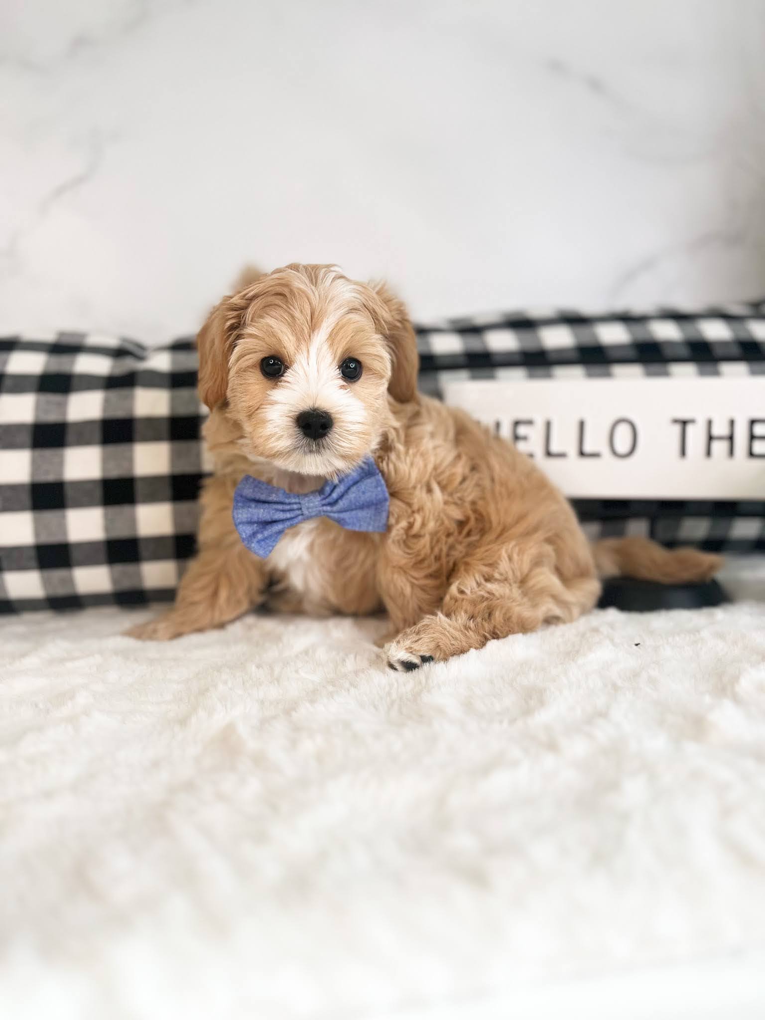 LivingWithYourMaltipoo