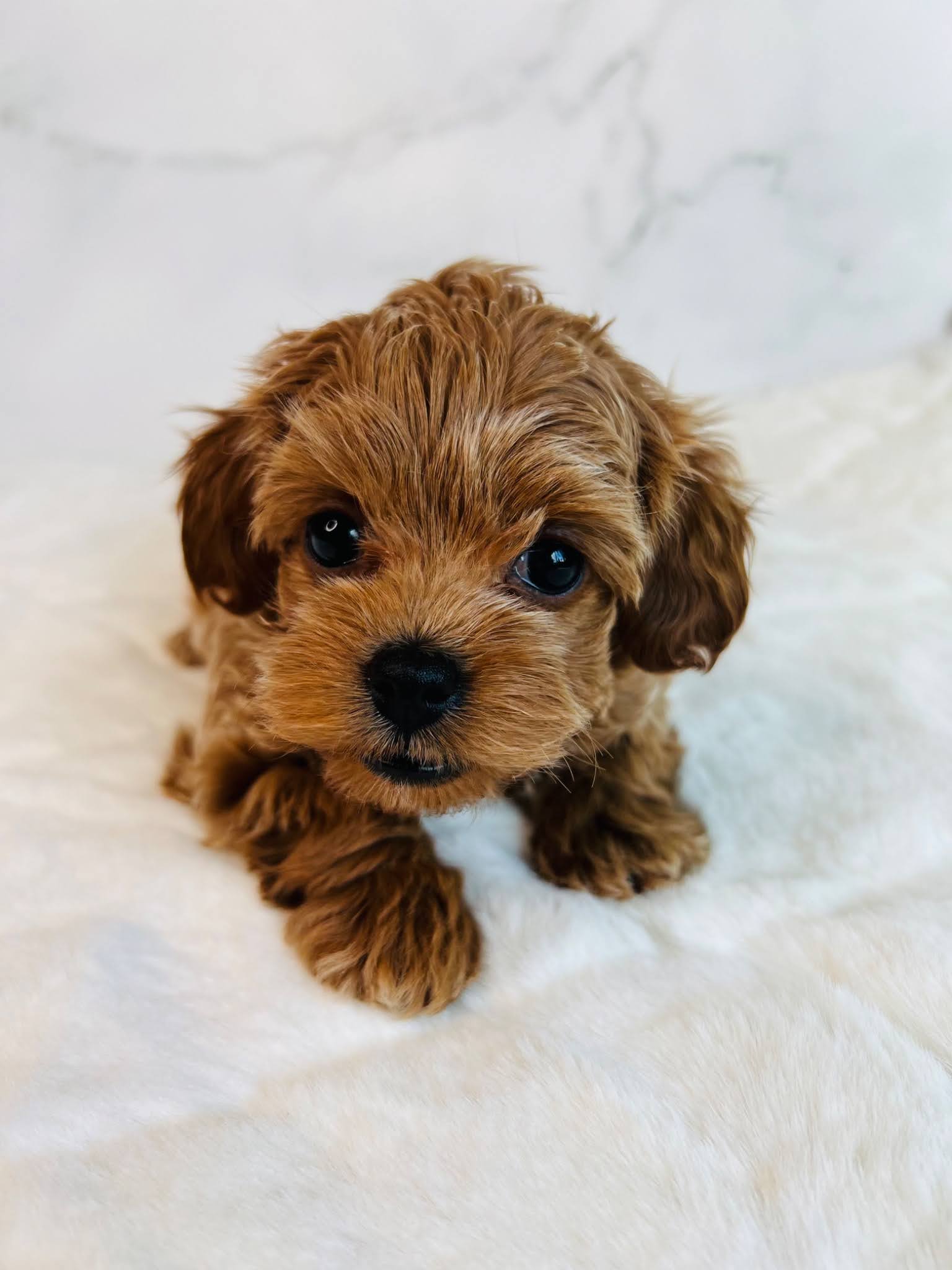 WhatCanYouExpectGoldendoodle