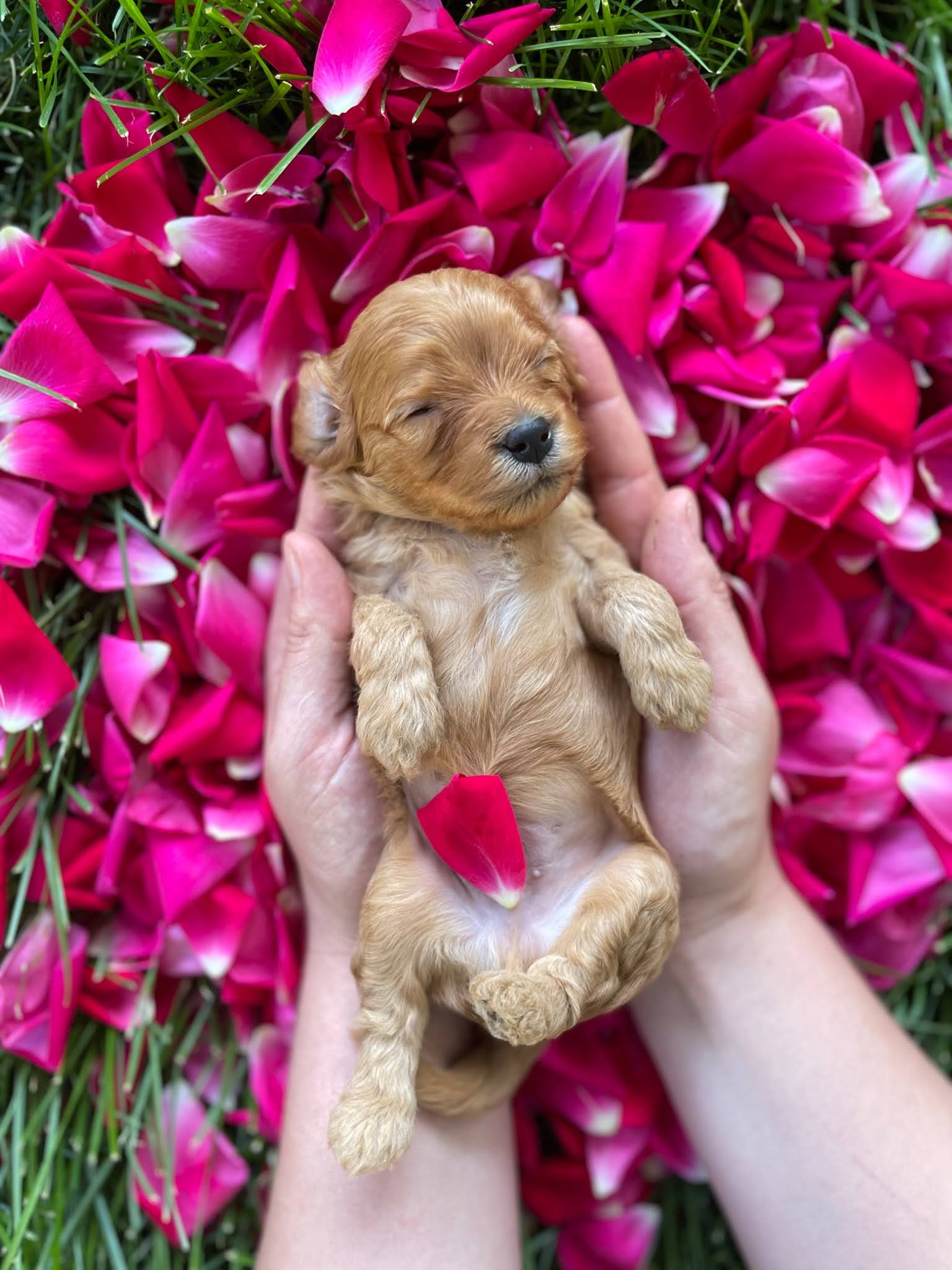 WhyACavadoodle