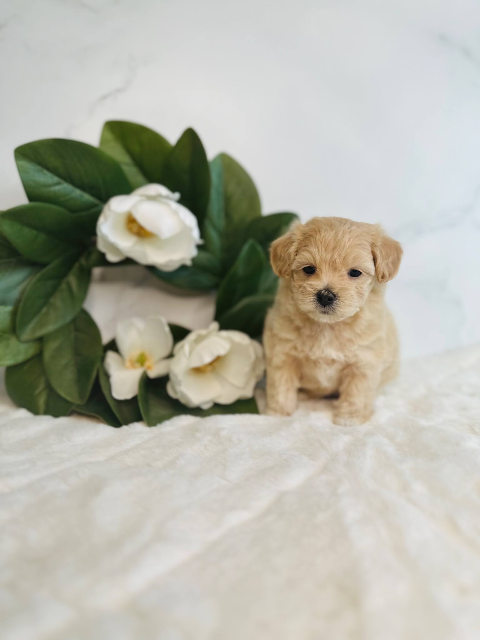 WhyChooseAmaltipoo