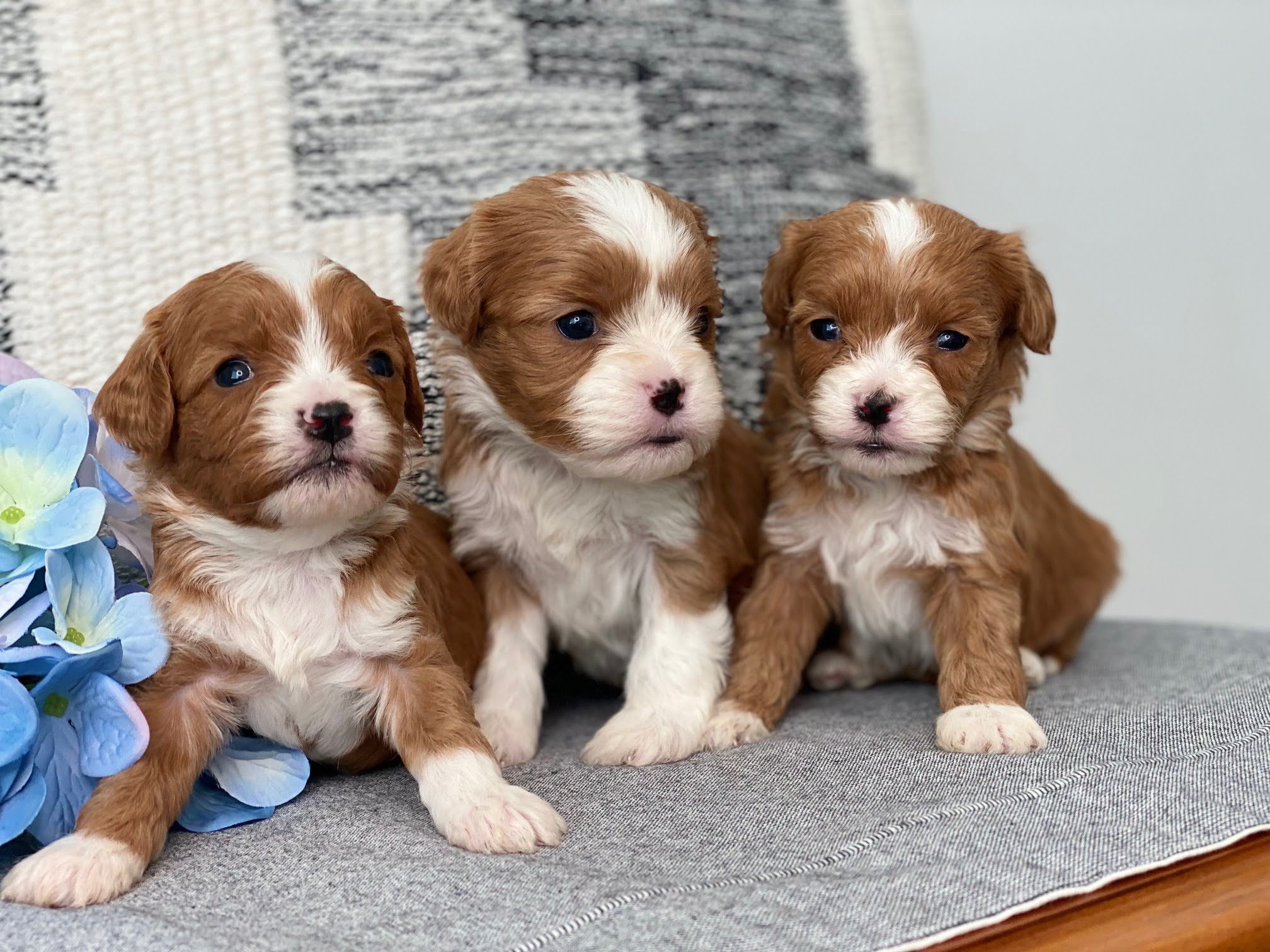 cavadoodle-ReservationProcess