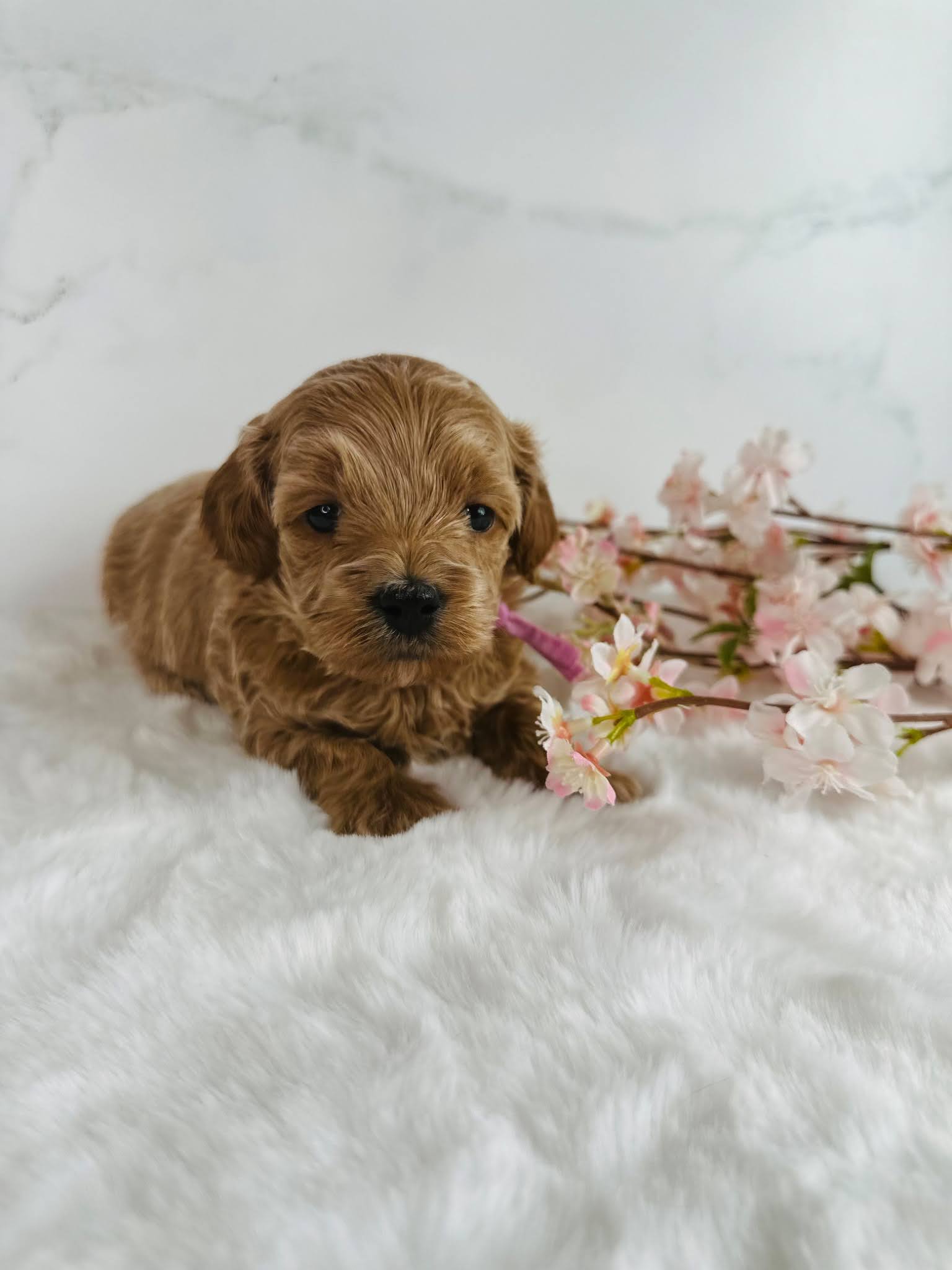 whyChooseAGoldendoodle